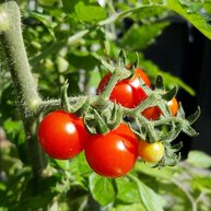 Tomaten