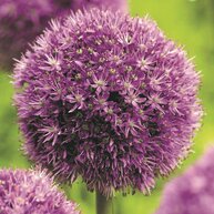 Alliums