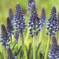 Muscari / Druifjes