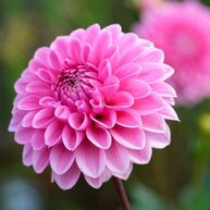 Dahlia's