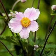 Anemonen