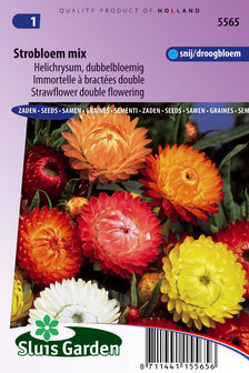 Strobloem zaden kopen, Helichrysum mix | Moestuinland