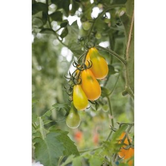 de oogst van gele peervormige tomaten bij moestuinland