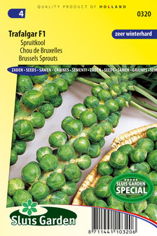 spruitkool zaden (spruitjes) | Moestuinland