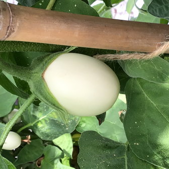 White Eggs aubergine zaden kopen