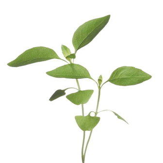Voorbeeld van citroenbasilicum micro greens