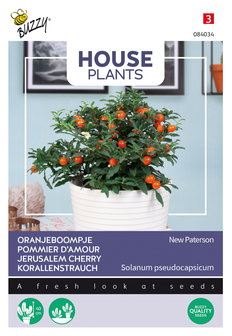 Oranjeboompje zaden kopen, Solanum pseu | Moestuinland