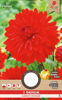 Dahlia bloembol, Garden Wonder (voorjaar)