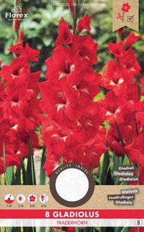 Rode gladiool bloembollen kopen, Gladiolen Traderhorn rood (voorjaar) | Moestuinland