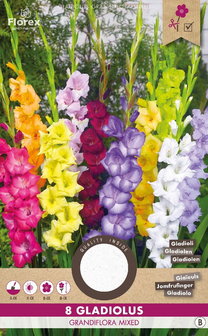 Gladiool bloembollen bestellen, Grandiflora mix | Moestuinland