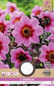 Dahlia bloembol kopen, HS Wink enkelbloemig roze (voorjaar) | Moestuinland