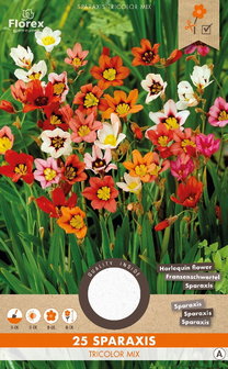 ZIgeunerbloem harlekijnbloem bloembollen, Sparaxis Tricolor Mix | Moestuinland