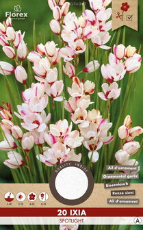 Korenlelie bloembollen kopen, Ixia Spotlight | Moestuinland