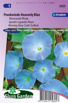 Pronkwinde zaden kopen, Heavenly Blue Morning Glory Ipomoea tricolor | Moestuinland