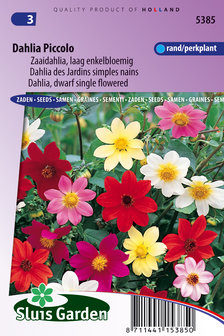 dahlia piccolo bloemen zaden kopen bij moestuinland