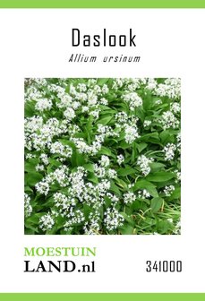 Daslook zaden bestellen, kopen Allium ursinum (341000) | Moestuinland