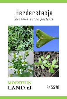 Herderstasje zaden kopen, Capsella bursa-pastoris | Moestuinland