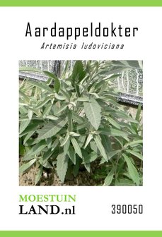 Aardappeldokter zaden kopen, Zilverwitte Alsem (Artemisia ludovicana) | Moestuinland