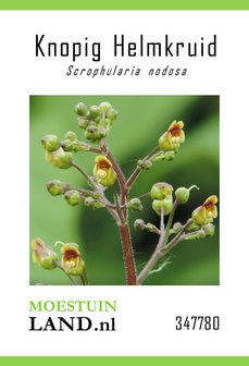Knopig Helmkruid zaden kopen, Scrophularia nodosa | Moestuinland