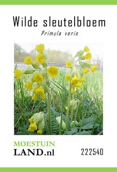 Echte of Gewone Sleutelbloem zaden kopen, Primula veris | Moestuinland