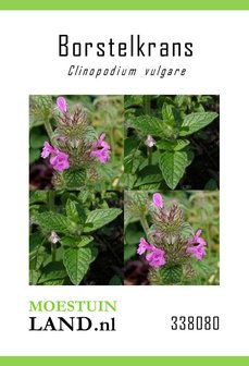Borstelkrans zaden kopen, Clinopodium vulgare | Moestuinland