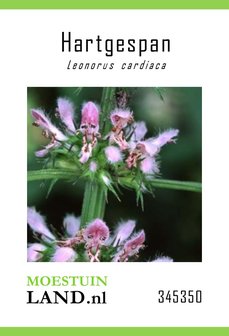 Hartgespan zaden, Leonorus cardiaca | Moestuinland