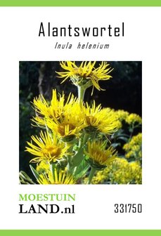 Griekse Alant zaden kopen, Alantwortel Inula helenium | Moestuinland