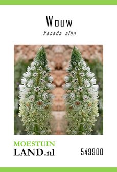 Wouw zaden kopen witte, Reseda alba | Moestuinland