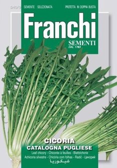 Cichorei zaden kopen, Catalogna Pugliese Cichorium | Moestuinland