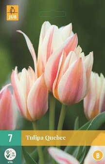 Tulp bloembollen kopen, Greigii Quebec | Moestuinland