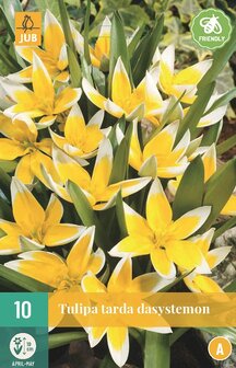 Tulp bloembollen Dasystemon | Moestuinland