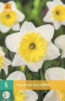 Narcis bloembollen kopen, Ice Follies Grootkronig (najaar) | Moestuinland