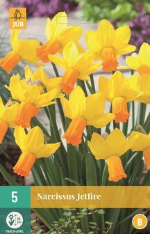 Narcis bloembollen kopen, Botanisch Jetfire (Najaar) | Moestuinland