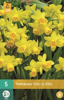 Narcis bloembollen kopen, Tete a Tete (Najaar) | Moestuinland