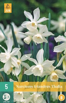 Narcis bloembollen kopen, Botanisch Thalia White | Moestuinland