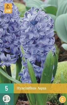 Hyacint bloembollen kopen, Aqua Blauw (Najaar) | Moestuinland