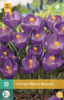 Krokus bloembollen kopen, Flower Record Paars (Najaar) | Moestuinland