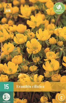 Winterakoniet bloembollen kopen, Gele bloemen Cilicica Eranthis | Moestuinland