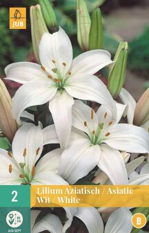 Witte Lelie bloembollen kopen, Asiatic Wit Lilium | Moestuinland