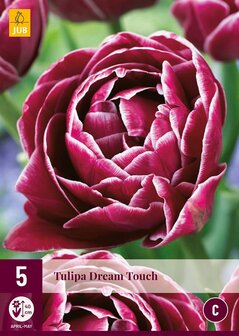 Tulpen bloembollen kopen (5 stuks), Dream Touch | Moestuinland