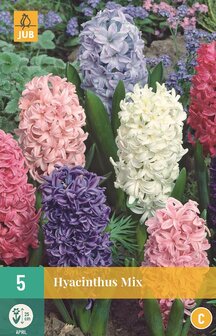 Hyacint bloembollen mix kleuren kopen, JUB | Moestuinland
