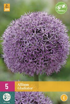 Allium bloembol kopen, Gladiator XXL (Najaar) | Moestuinland
