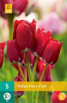 fiery club tulp bloembollen-kopen-moestuinland