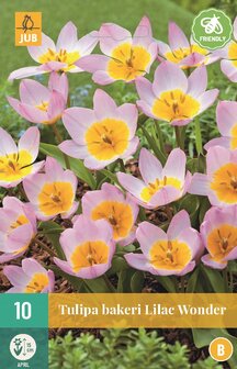 lilac bakeri wonder tulp bloembollen-kopen-moestuinland