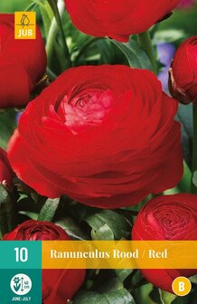 Ranunculus bloembollen kopen, Red rood Ranonkel | Moestuinland