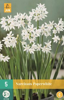 Narcis bloembollen kopen, Paperwhite | Moestuinland