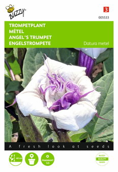 Trompetplant zaden kopen, Datura metel | Moestuinland