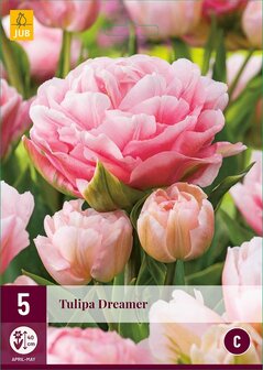 Dreamer Tulpia, Tulpen bloembollen kopen (Exclusive) | Moestuinland