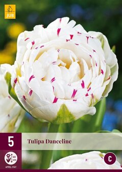 Tulpen bloembollen kopen, Danceline | Moestuinland