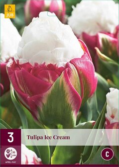 Tulp bloembollen kopen, Tulpen Ice Cream dubbele late | Moestuinland